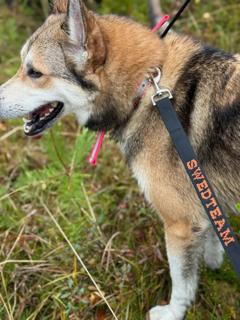 Dog Leash - Deer Dra Accessory