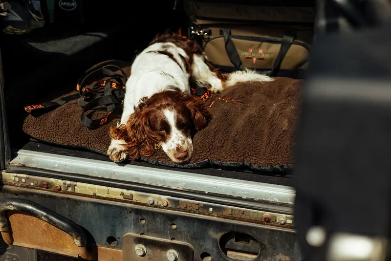 Dog Mat 70x100 cm Accessory